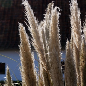 Plante plumeau au soleil - France  - collection de photos clin d'oeil, catégorie plantes